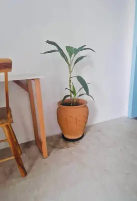 A planta de Villa Parazinho