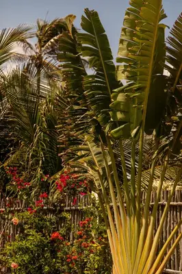 Um jardim no exterior de Villa Continentes Brasil & Maison de rêve sur la plage