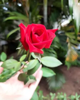 Um jardim no exterior de Pousada dos Anjos Paracuru