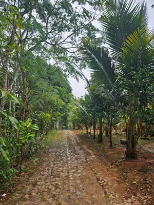 Um jardim no exterior de Chalé Verdelândia Guaramiranga - Casa com piscina na Serra