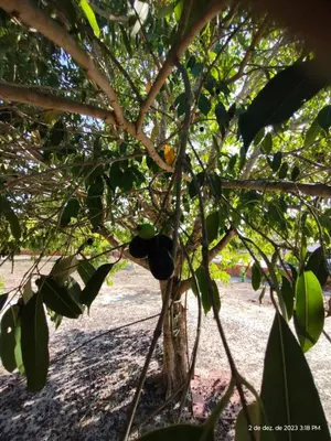Um jardim no exterior de Aconchego do bens