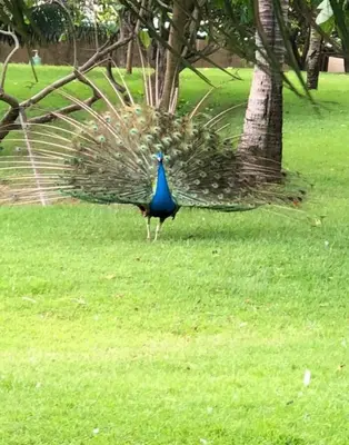 Animais no apartamento ou nos arredores