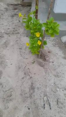 A planta de Espaço Analu