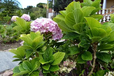 Um jardim no exterior de La Dolce Vita