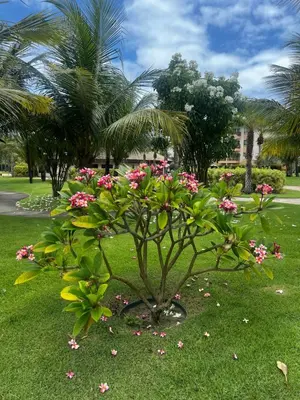 Um jardim no exterior de Paraíso