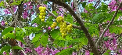 Um jardim no exterior de Pousada com chalés na serra da Meruoca