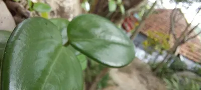 Um jardim no exterior de Pousada com chalés na serra da Meruoca