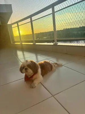 O animal ou animais de estimação com os hóspedes em Apart Resort Catu Lake Catu Like