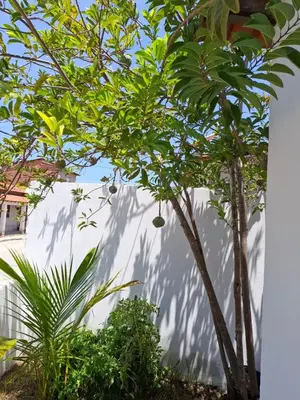 Um jardim no exterior de Casa Barrinha