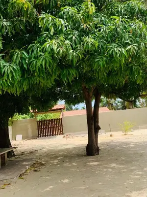 A planta de Casadijaina