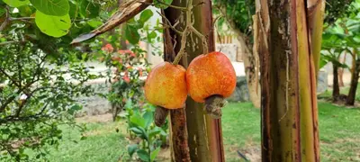 Um jardim no exterior de Casa de hóspedes Balibar Cumbuco