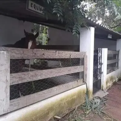 Animais na casa de férias ou nos arredores