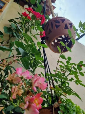 Um jardim no exterior de Casa Curta Cumbuco- Casinha Charmosa 2 min da praia