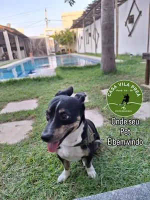 O animal ou animais de estimação com os hóspedes em Casa Vila Prea Jericoacoara