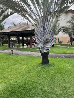 A planta de Vg Sun Cumbuco