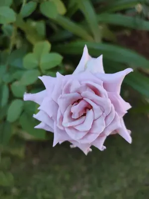 A planta de Casabeijaflorpontal