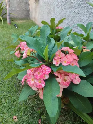A planta de Casabeijaflorpontal