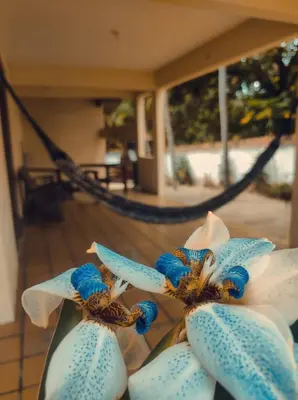 A planta de Maison Tropical