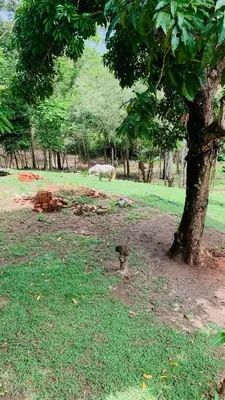 Um jardim no exterior de Chalè Pico Alto