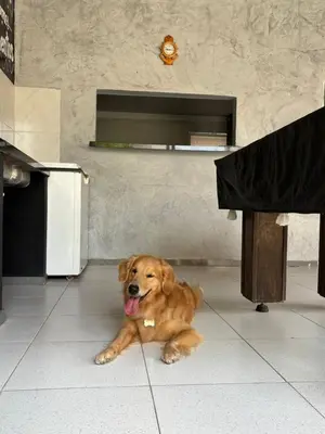 O animal ou animais de estimação com os hóspedes em Pousada Casa Marelle