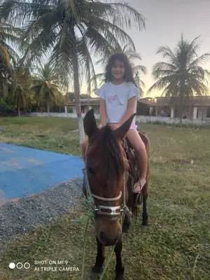 Animais na casa de férias ou nos arredores