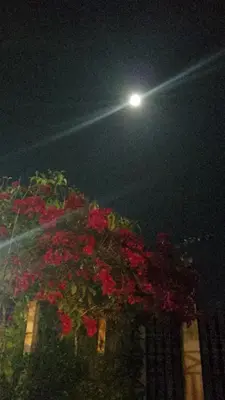 Um jardim no exterior de Pousada Casa São Carlos chalé Julyana