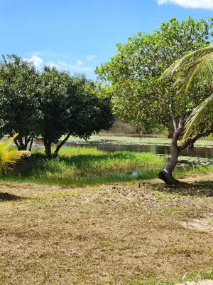 Um jardim no exterior de Sítio Lagoa das Libélulas