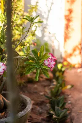 Um jardim no exterior de Casa de Hospedagem Cajueiro