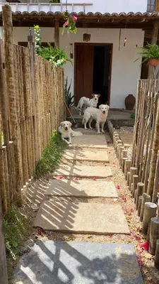 O animal ou animais de estimação com os hóspedes em Casa da Tânia Preá