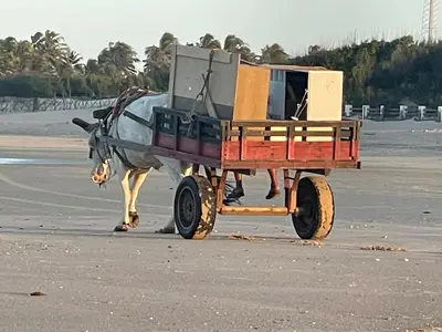 A planta de Rancho Palü