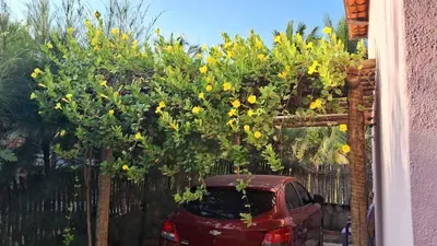 A planta de Casa Rosa
