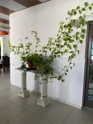 A planta de Blue Sapphire guest house