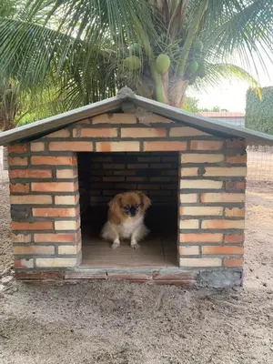 O animal ou animais de estimação com os hóspedes em Summer House