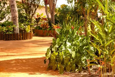 Um jardim no exterior de Pousada Villa Botânica