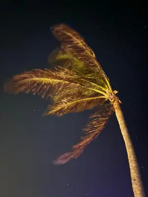A planta de Casa Iguana