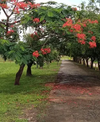 Um jardim no exterior de Casa Garrote