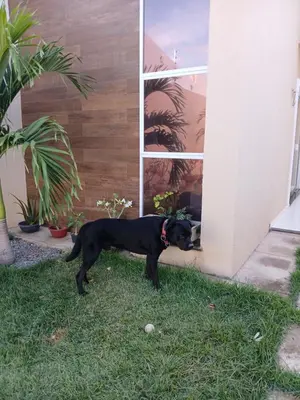 O animal ou animais de estimação com os hóspedes em Mikeias sousa