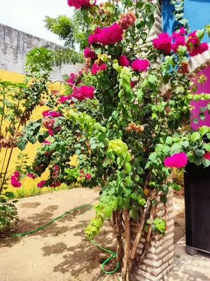 Um jardim no exterior de casa n 8 jeri