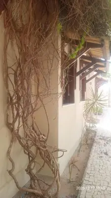 A planta de Chales do Farol