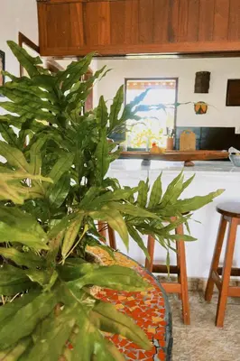A planta de Casa do Prãna