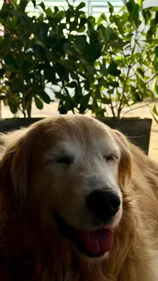 O animal ou animais de estimação com os hóspedes em Maré House