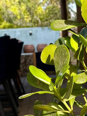 Um jardim no exterior de Maré House
