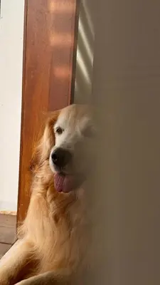 O animal ou animais de estimação com os hóspedes em Maré House