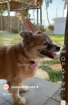O animal ou animais de estimação com os hóspedes em Casa Sabiá, Praia de Peroba, CE