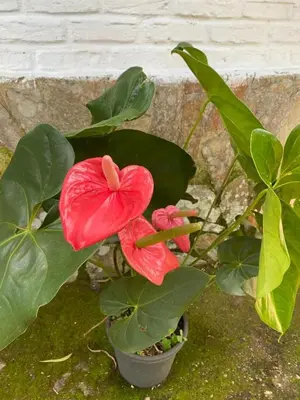 A planta de Chalet - Nature and Refuge in Guaramiranga