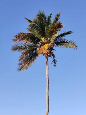 A planta de Casinha do Farol