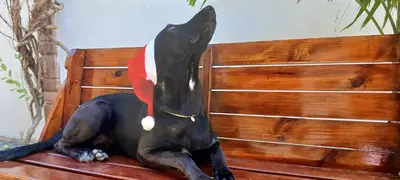 Animais na estalagem ou nos arredores