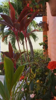 Um jardim no exterior de Casa de Praia no Porto das Dunas
