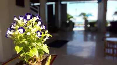 Um jardim no exterior de Brisa Mar