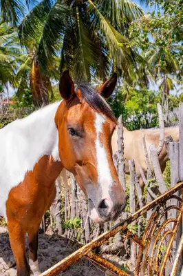 Animais na casa de férias ou nos arredores